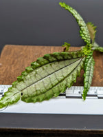 Pilea sp. chartreuse Ecuador [cutting]