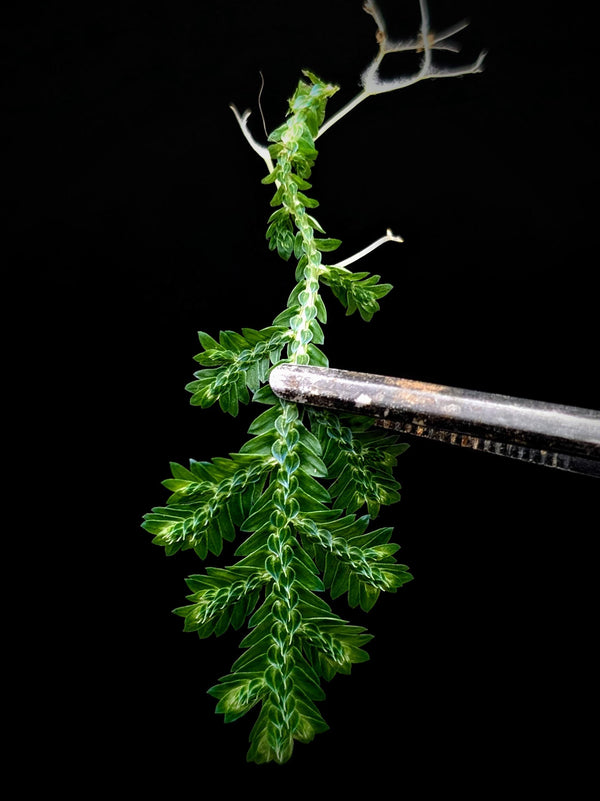 Selaginella sp. toache peru [cutting]