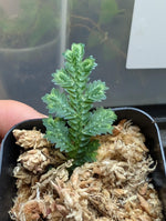 Selaginella sp. toache peru [cutting]