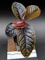 Labisia sp sabilit small [non-exact]