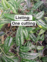 Scindapsus sp. tricolor tombak [cutting]
