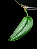 Scindapsus sp. tricolor tombak [cutting]