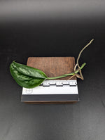 Scindapsus sp. tricolor tombak [cutting]