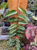Scindapsus sp. tricolor tombak [cutting]