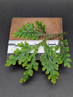 Selaginella NOID [cutting]