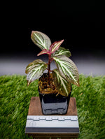 Sonerila sp. Thailand [non-exact]