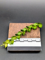 Dischidia ruscifolia (million hearts)[cutting]