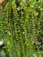 Dischidia ruscifolia (million hearts)[cutting]