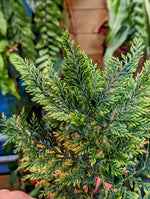 Selaginella sp. Sumatra 1 [cutting]