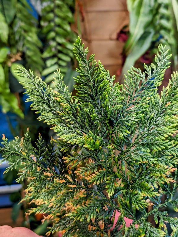 Selaginella sp. Sumatra 1 [cutting]