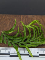 Selaginella sp. Sumatra 1 [cutting]