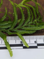 Selaginella sp. Sumatra 1 [cutting]