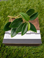 Peperomia orba [cutting]