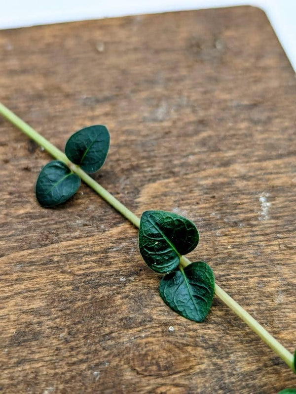 May include: A green vine with leaves growing on a brown wooden surface.