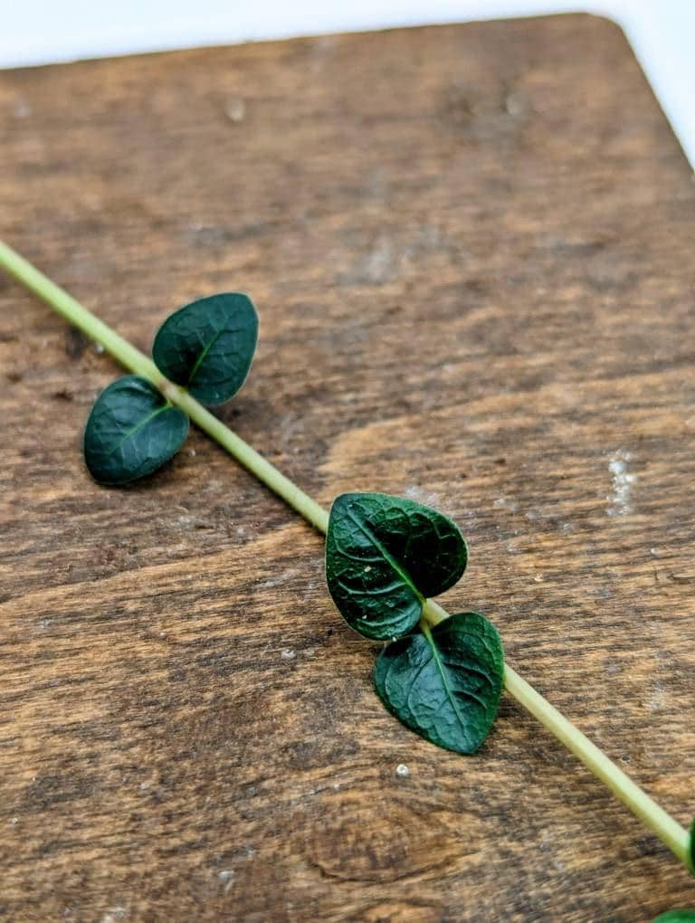May include: A green vine with leaves growing on a brown wooden surface.