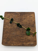 Mitchella repens [cutting]