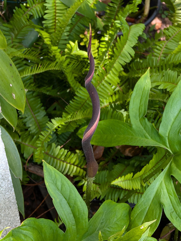Lasia spinosa rooted rhizome [non-exact]