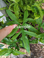 Lasia spinosa rooted rhizome [non-exact]