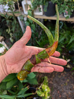 Lasia spinosa rooted rhizome [non-exact]