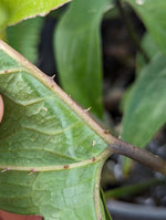 Lasia spinosa rooted rhizome [non-exact]