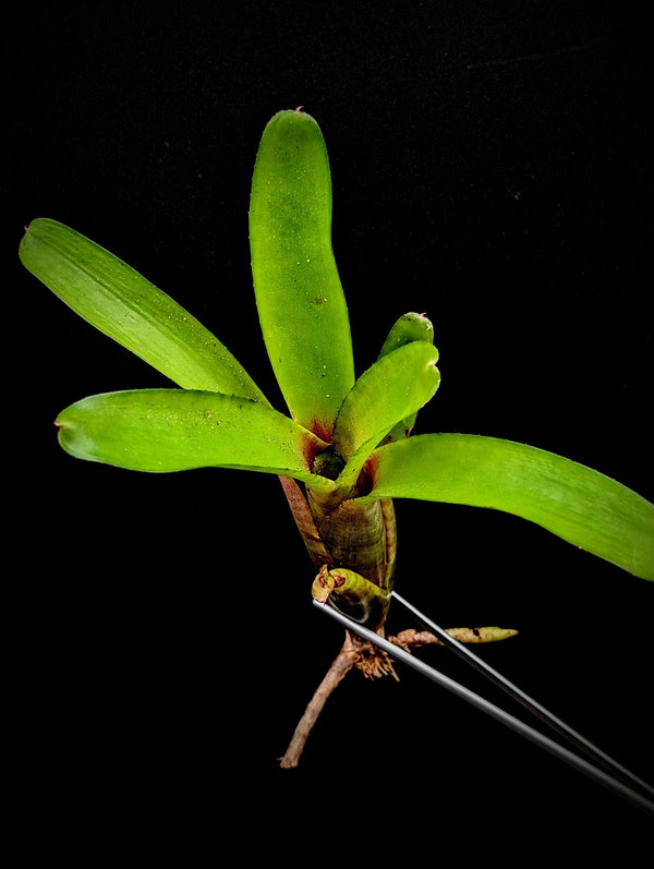 Neoregelia 'Oregon' [unrooted offset]
