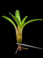 Neoregelia 'Oregon' [unrooted offset]