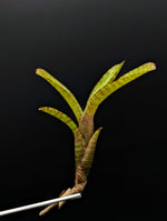 Neoregelia 'Oregon' [unrooted offset]