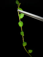 Pilea sp. surigao 'string of toads' (Phillipines) [cutting]