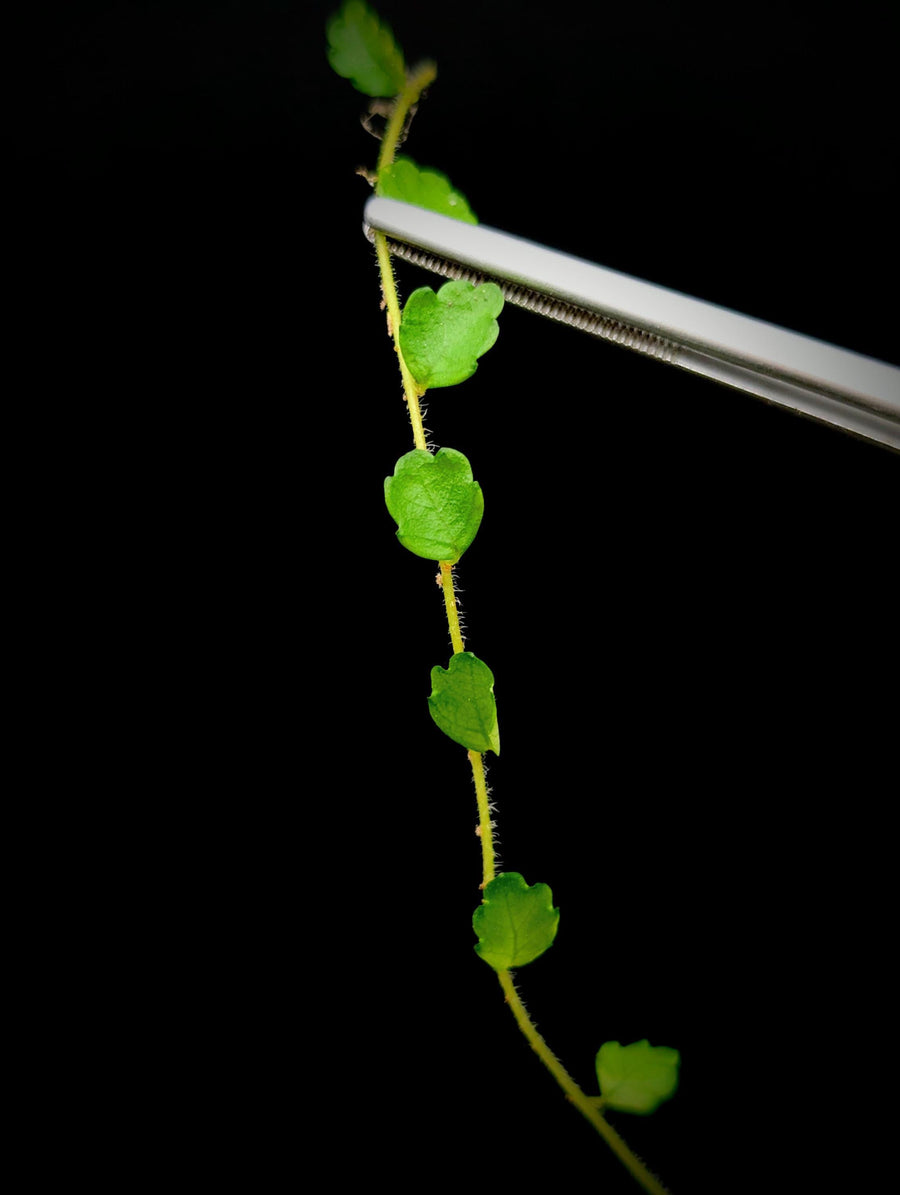 Pilea sp. surigao 'string of toads' (Phillipines) [cutting]