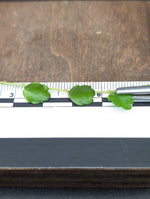 Pilea sp. surigao 'string of toads' (Phillipines) [cutting]