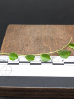 Pilea sp. surigao 'string of toads' (Phillipines) [cutting]
