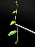 Pilea sp. surigao 'string of toads' (Phillipines) [cutting]