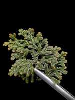 Selaginella sp. pachitea dark [cutting]