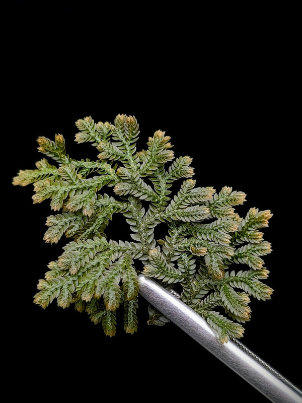 Selaginella sp. pachitea dark [cutting]