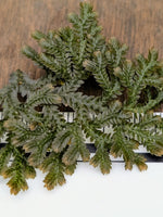 Selaginella sp. pachitea dark [cutting]