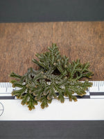 Selaginella sp. pachitea dark [cutting]