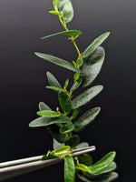 Ficus ruginervia (syn: Panama / 'lance-leaf') [cutting]