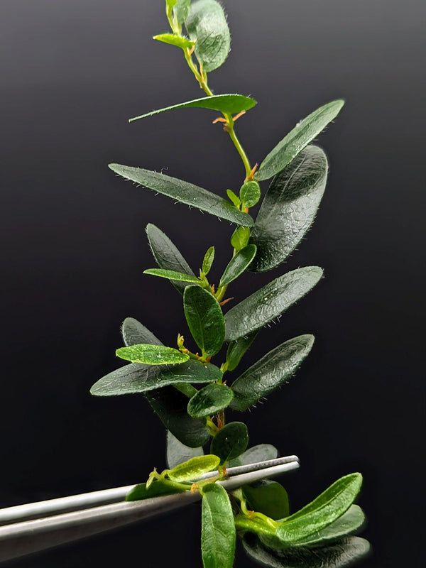 Ficus ruginervia (syn: Panama / 'lance-leaf') [cutting]