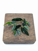 Ficus ruginervia (syn: Panama / 'lance-leaf') [cutting]