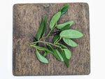 Ficus ruginervia (syn: Panama / 'lance-leaf') [cutting]