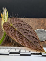 Ficus villosa [cutting]