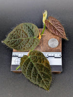 Ficus villosa [cutting]
