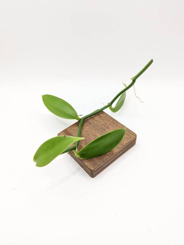 Vanilla orchid [cutting]