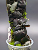 Marcgravia sp. Dark brown [10-leaf cutting]