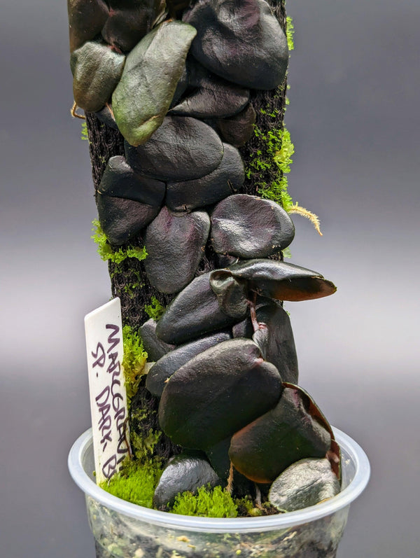Marcgravia sp. Dark brown [10-leaf cutting]