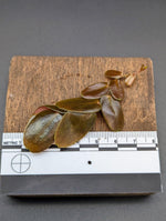 Marcgravia sp. Dark brown [10-leaf cutting]