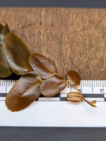 Marcgravia sp. Dark brown [10-leaf cutting]
