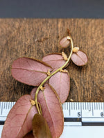 Marcgravia sp. Dark brown [10-leaf cutting]