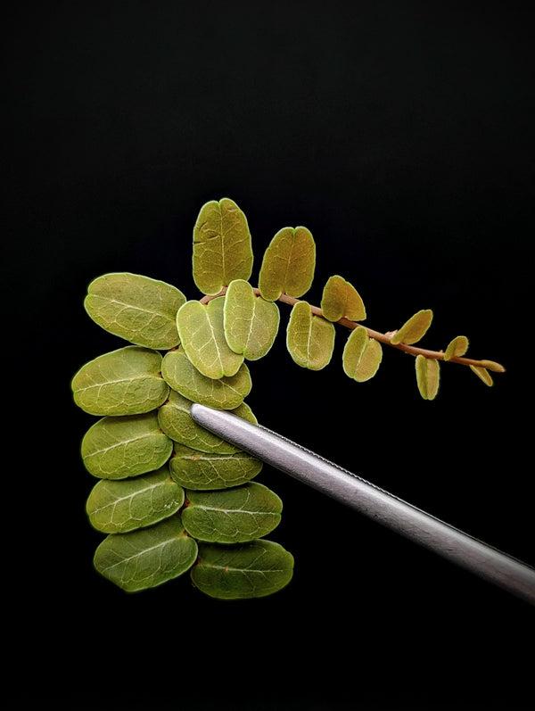 Marcgravia sp. Brown Ecuador [10-leaf cutting]