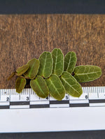Marcgravia sp. Brown Ecuador [10-leaf cutting]